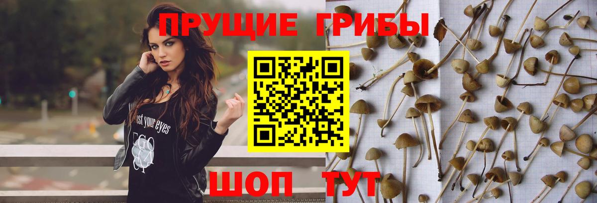Псилоцибиновые грибы Psilocybine cubensis  Вход с VPN  Псилоцибиновые грибы ЛСД  Москва 